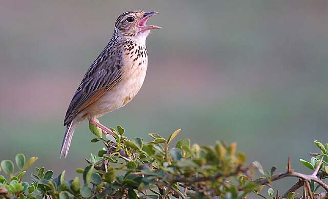 http://www.haryana-online.com/images/Birds/David/Paddyfield_Pipit.jpg