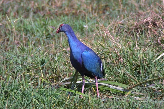 http://www.haryana-online.com/images/Birds/David/Purple_Swamp_Hen.jpg