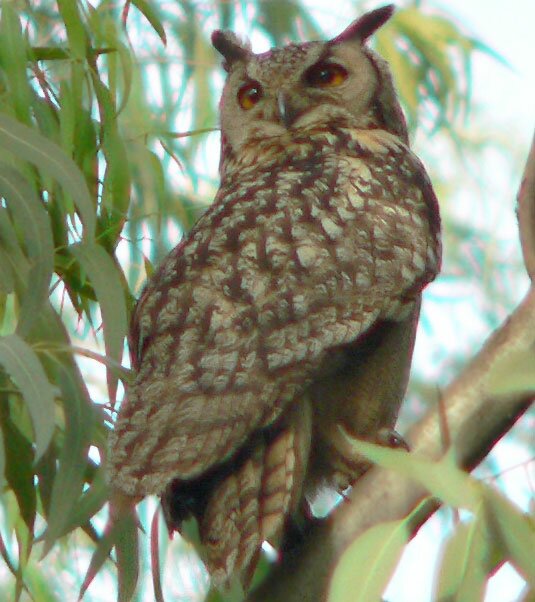 Eurasian EagleOwl Bubo bubo also called Indian Great Horned Owl 
